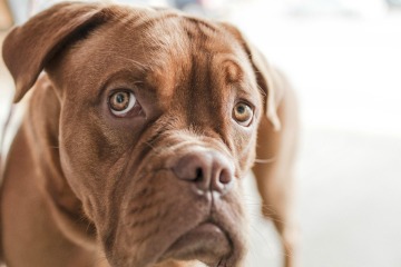 big brown dog with sad eyes